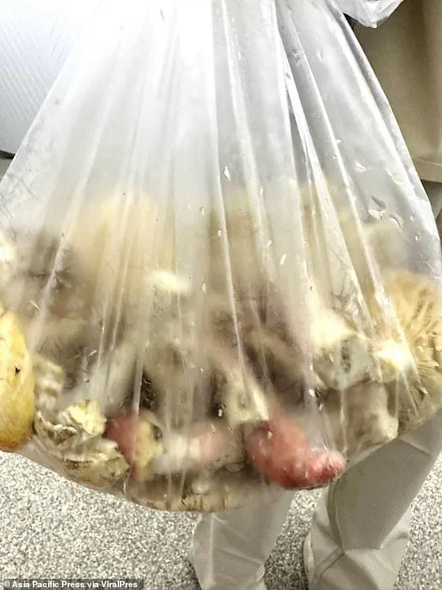Thai Curry Laced with Deadly Mushrooms Claims Two Lives in Chiang Rai, Thailand: Community in Shock as Tragedy Unfolds