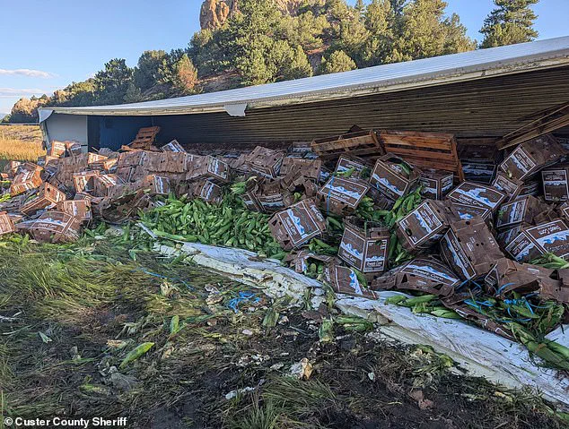 Corn Spill on Highway Highlights Gaps in Transportation Safety Regulations