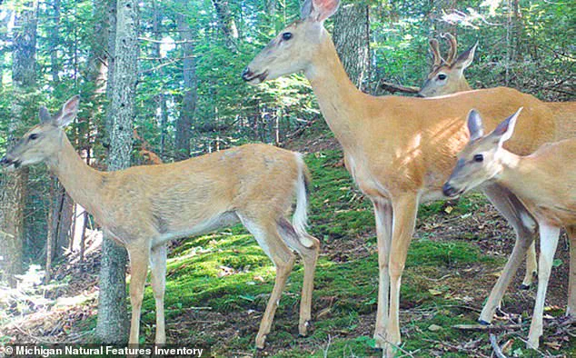 Beaver Island's Deer Overpopulation Crisis Threatens Fragile Ecosystem as Three Deer Per Resident Devour Native Flora