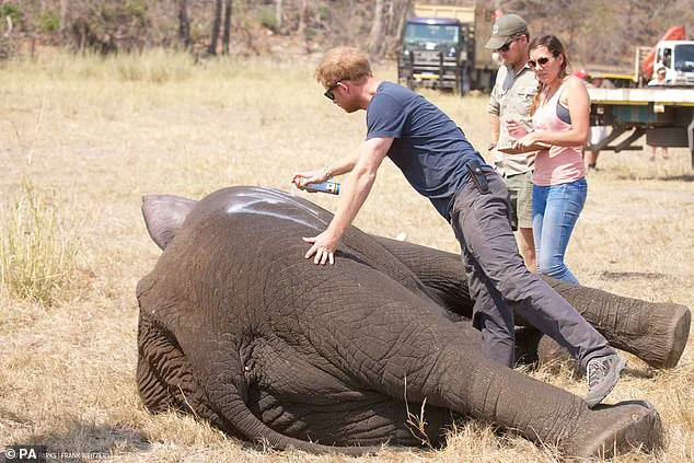 Chad Accuses Prince Harry's African Parks of Neocolonialism and Exclusion from Conservation Efforts