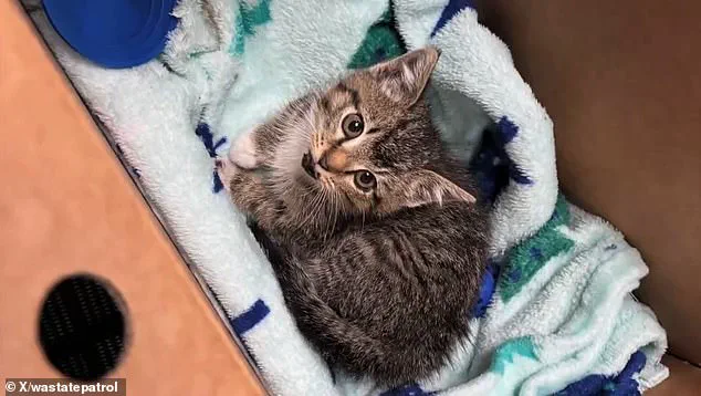 A Tiny Kitten's Rescue: Troopers' Quick Thinking Captured on Body Camera, as One Officer Notes the 'Unexpected Bond'