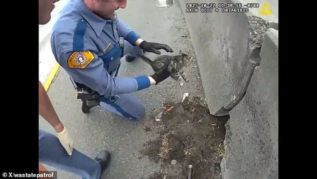 A Tiny Kitten's Rescue: Troopers' Quick Thinking Captured on Body Camera, as One Officer Notes the 'Unexpected Bond'