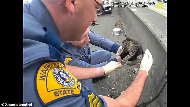 A Tiny Kitten's Rescue: Troopers' Quick Thinking Captured on Body Camera, as One Officer Notes the 'Unexpected Bond'