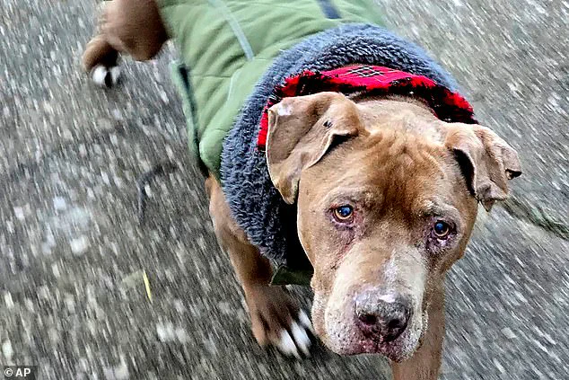 Michigan Vet's Jail Sentence for Refusing to Return Dog Sparks Debate on Animal Welfare and Legal Responsibility