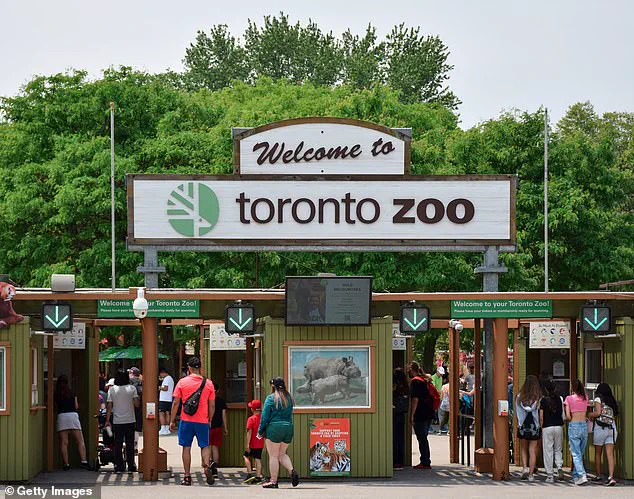 Beloved Masai Giraffe Kiko Dies in 'Heartbreaking Freak Accident' at Toronto Zoo: 'True to His Curious Nature...' Says Officials