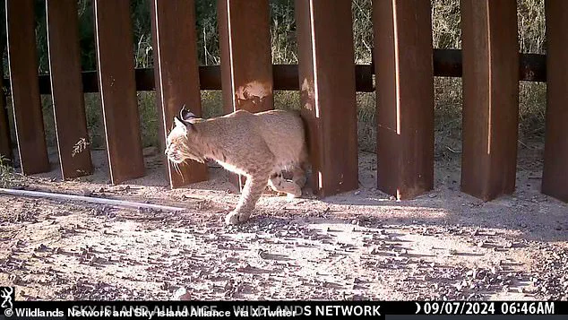 Controversial U.S. Border Wall 'Doggy Doors' Plan Under Scrutiny for Environmental Impact