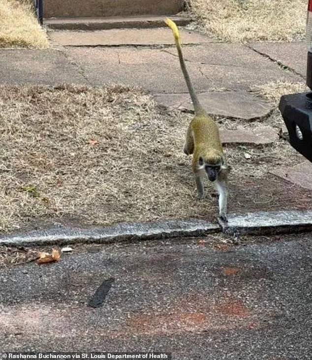 Exclusive: St. Louis Officials in Secret Effort to Contain Vervet Monkey Invasion