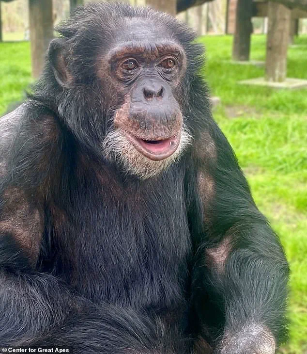 Bubbles the Chimpanzee: From Michael Jackson's Pop Culture Companion to Quiet Retirement