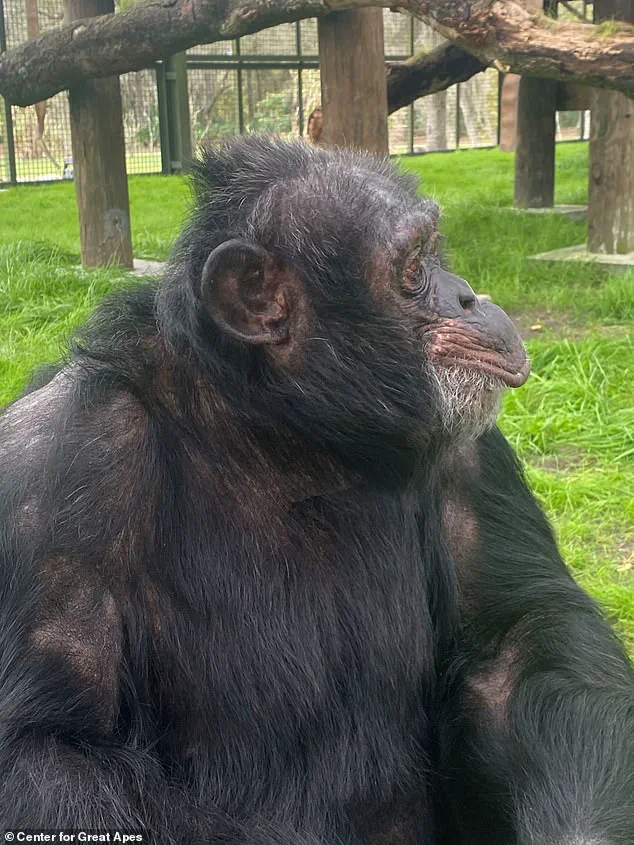 Bubbles the Chimpanzee: From Michael Jackson's Pop Culture Companion to Quiet Retirement