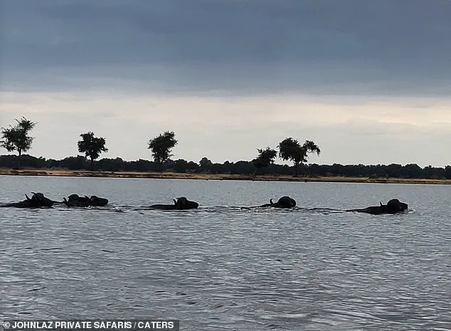 Rare Footage Captures Brutal Encounter Between Buffalo and Crocodile in Zambia's Lower Zambezi River