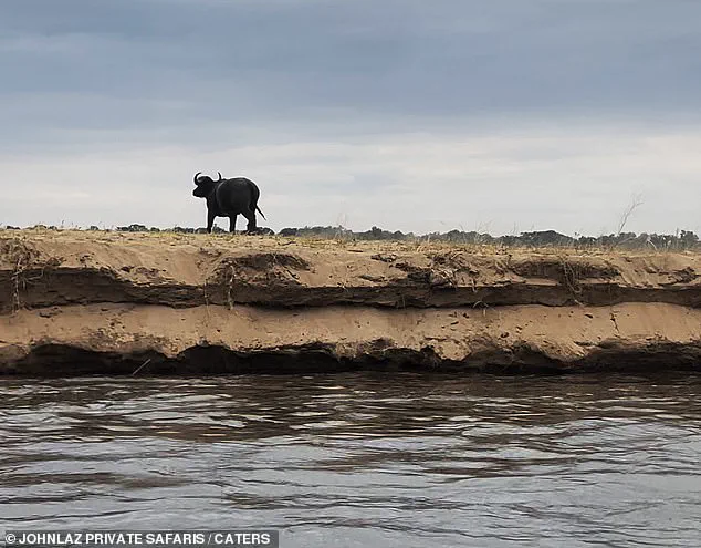 Rare Footage Captures Brutal Encounter Between Buffalo and Crocodile in Zambia's Lower Zambezi River