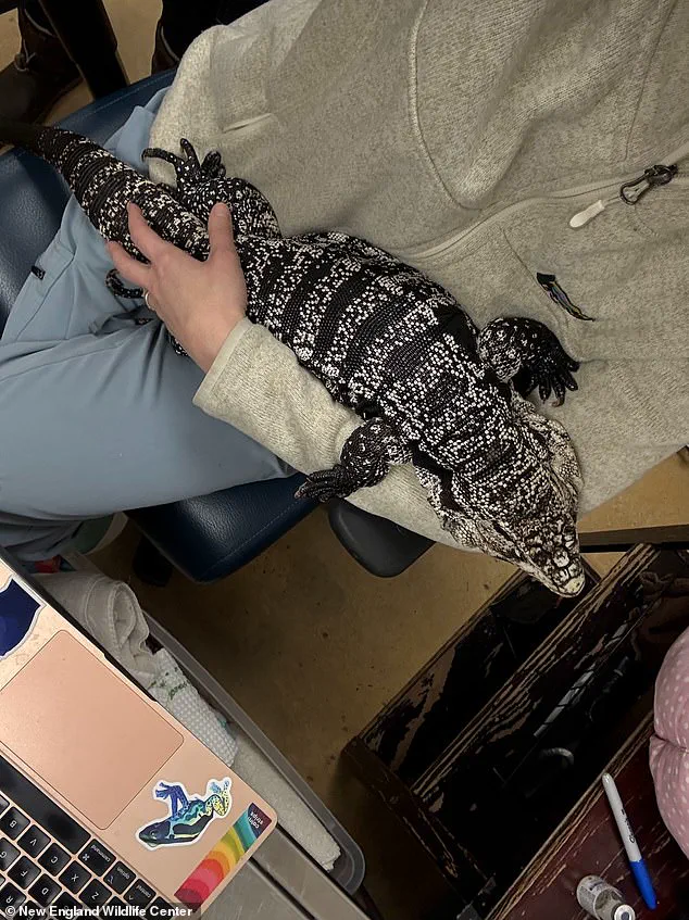 Exotic Tegu Lizard Discovered Buried in Snow Outside Rhode Island Home