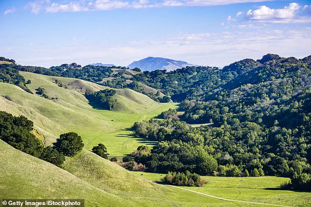 Fourth Fatality in Northern California Mushroom Poisoning Outbreak Sparks Health Advisories