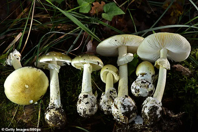 Fourth Fatality in Northern California Mushroom Poisoning Outbreak Sparks Health Advisories