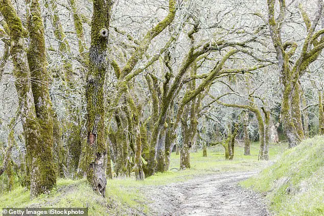 Fourth Fatality in Northern California Mushroom Poisoning Outbreak Sparks Health Advisories