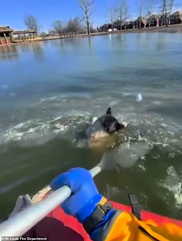 Race Against Time: Dog Rescued from Frozen Lake in St. Louis as Temperatures Plummet to 9°F