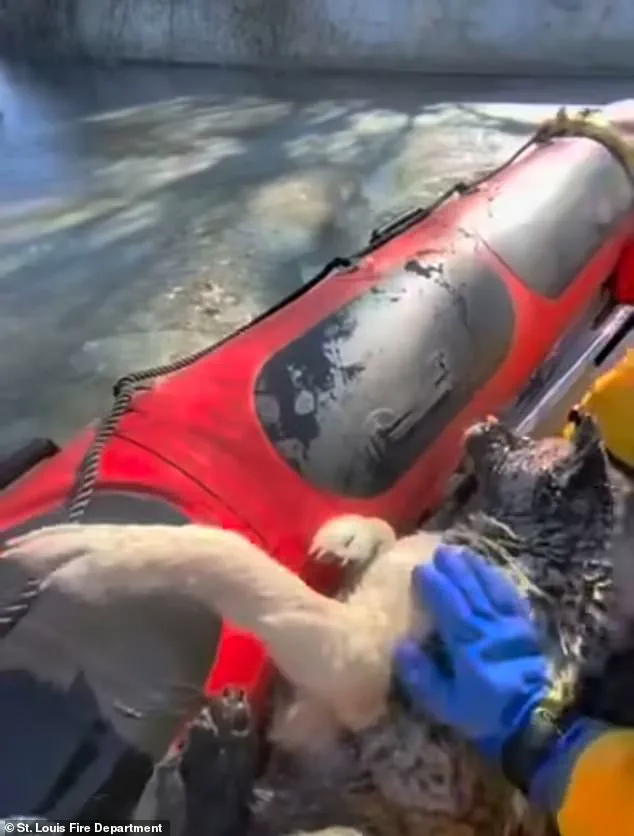 Race Against Time: Dog Rescued from Frozen Lake in St. Louis as Temperatures Plummet to 9°F