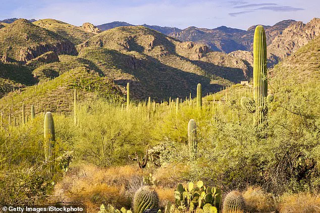 High-Stakes Search for Nancy Guthrie, Mother of Today Show's Savannah Guthrie, Underway in Tucson's Challenging Catalina Foothills