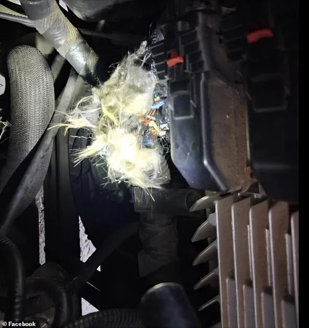Groundhog Damages University of Arkansas Student's SUV, Sparking Costly Predicament