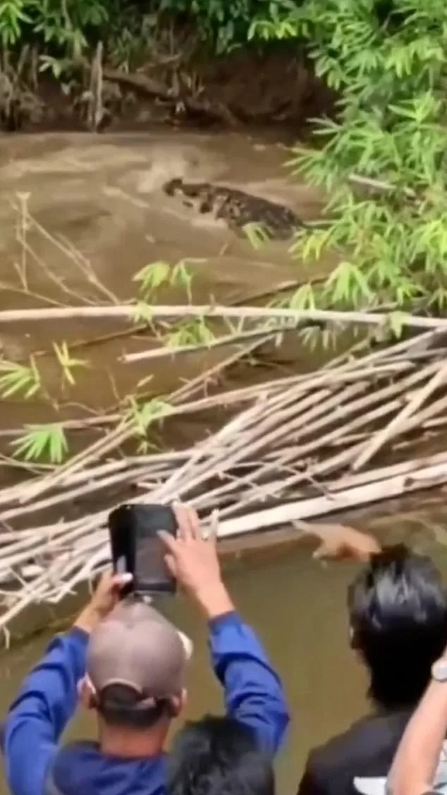 Tragedy Strikes Aceh as Crocodile Claims Life of Local Woman