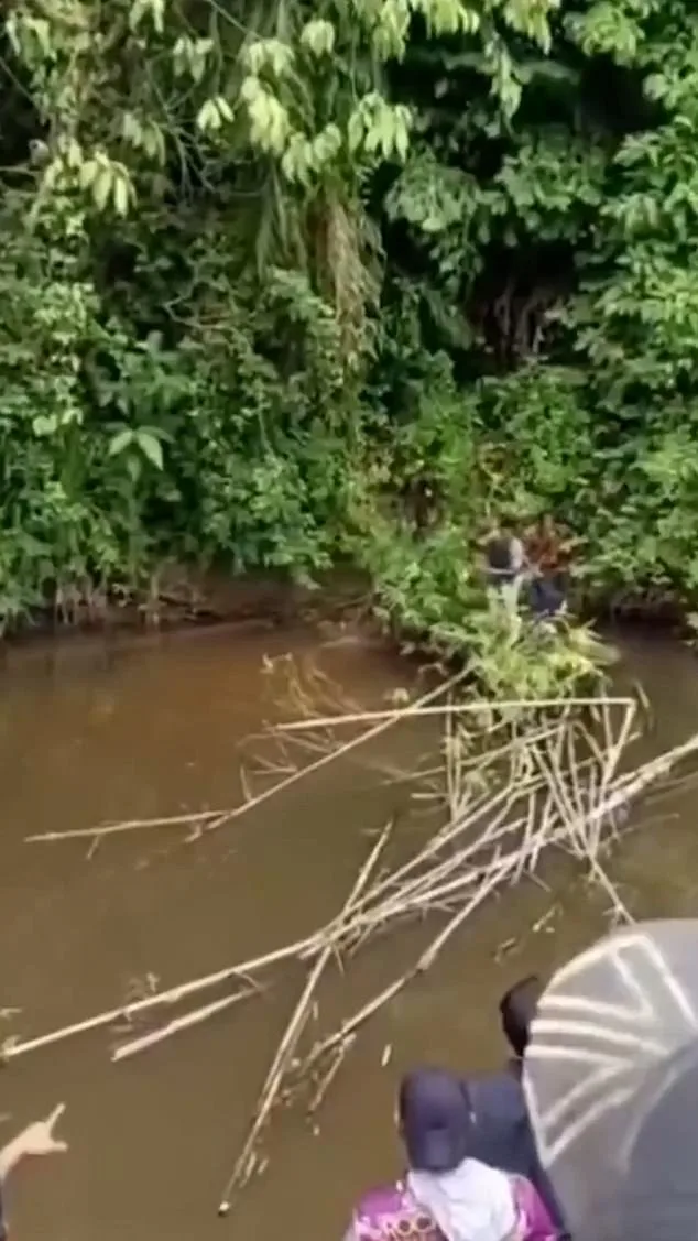 Tragedy Strikes Aceh as Crocodile Claims Life of Local Woman