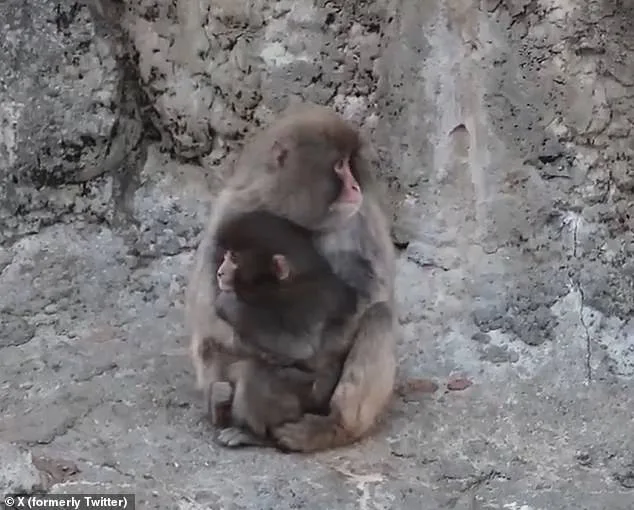 From Loneliness to Acceptance: Punch the Macaque's Heartwarming Journey with a Stuffed Orangutan