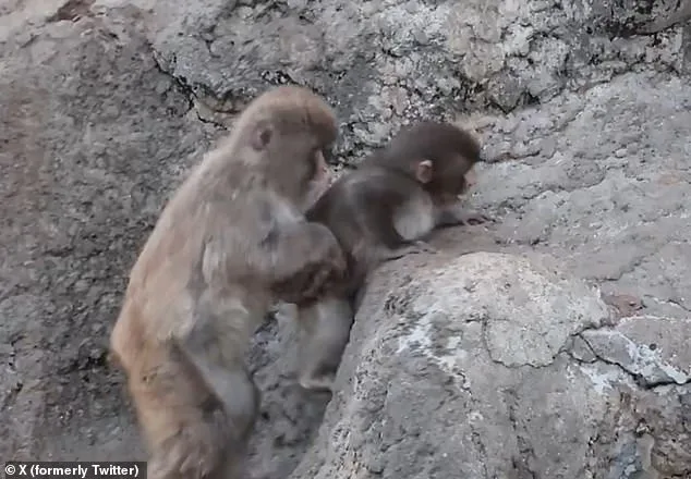 From Loneliness to Acceptance: Punch the Macaque's Heartwarming Journey with a Stuffed Orangutan