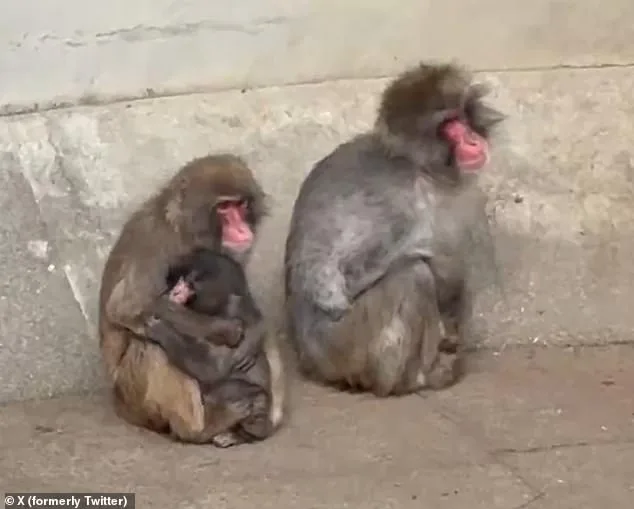 From Loneliness to Acceptance: Punch the Macaque's Heartwarming Journey with a Stuffed Orangutan