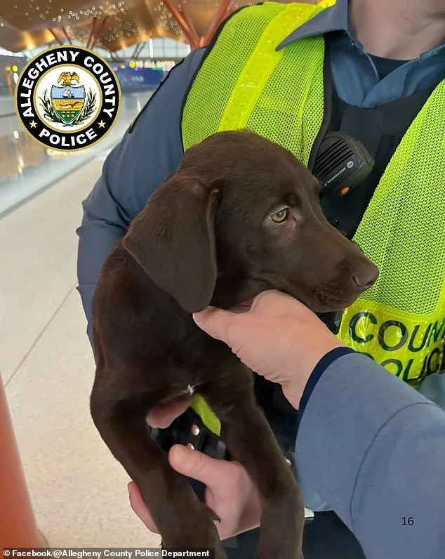 Abandoned Puppy at Pittsburgh Airport: Owner Charged with Animal Cruelty