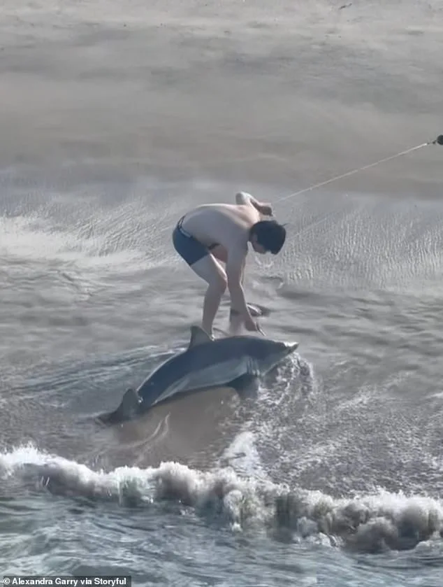 Young Fisherman Rescues Juvenile Great White Shark at Hermosa Beach Pier