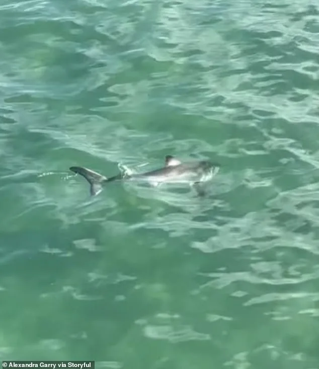 Young Fisherman Rescues Juvenile Great White Shark at Hermosa Beach Pier