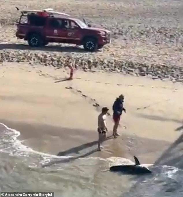 Young Fisherman Rescues Juvenile Great White Shark at Hermosa Beach Pier