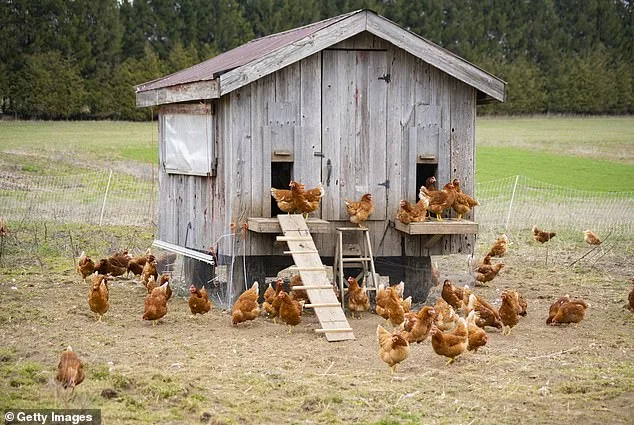 West Virginia Woman Stabs Alleged Intruders After Break-In at Chicken Coop
