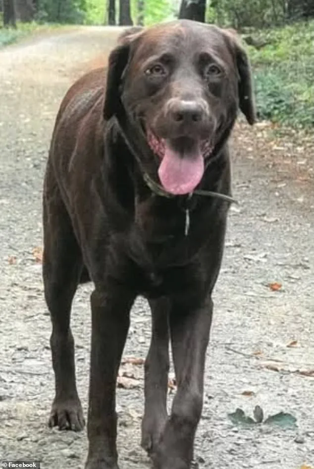 Tragedy and Accountability: The Story of Deborah Van Patten and Her Dog Frank in Portsmouth, New Hampshire