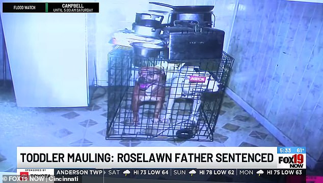 Ohio father sentenced to five years for pit bull death of daughter.
