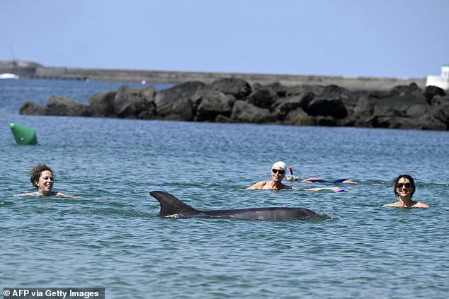 Young Dolphin Lingers Near French Coast Despite Scientists' Warnings