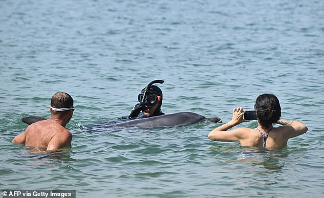 Young Dolphin Lingers Near French Coast Despite Scientists' Warnings